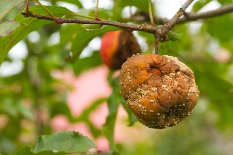 Rotten apple Stock Photos