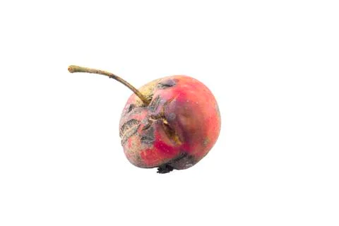Rotten apple Stock Photos