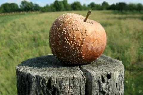 Rotten Apple Stock Photos