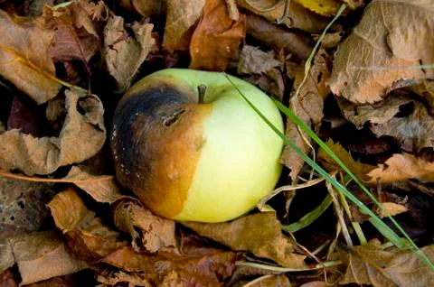 Rotten apple Foto stock
