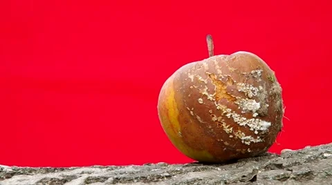 Rotten apple on red background Stock Footage 41347213