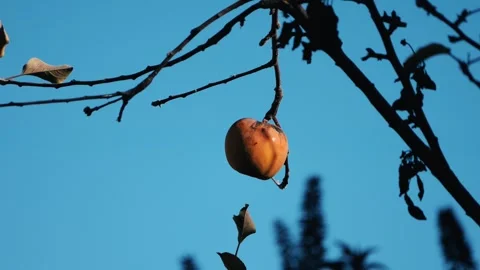 Rotten apple on tree with bug on fruit Video stock 260870424