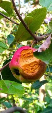 Rotten apple on a tree close-up, bitten off Stock Photos