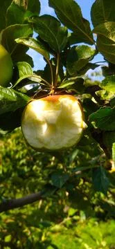 Rotten apple on a tree close-up, bitten off Stock Photos