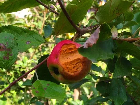 Rotten apple on a tree close-up, bitten off Stock Photos