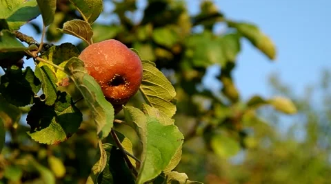 Rotten apple on the tree Stock Footage 55219442