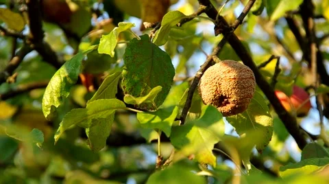 Rotten apple on the tree Stock Footage 55219446