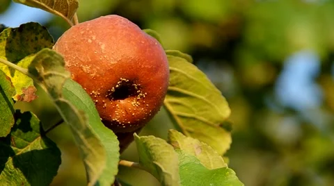 Rotten apple on the tree Stock Footage 55219458