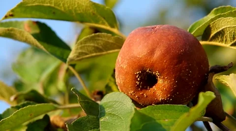 Rotten apple on the tree Stock Footage 55219499