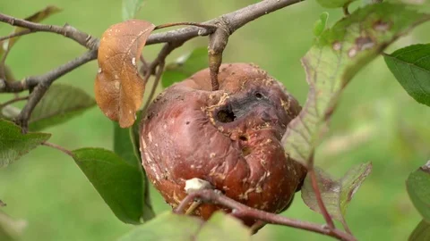 The rotten apple on tree in orchard Stock Footage 116493066