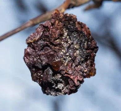 Rotten apple on a tree Stock Photos