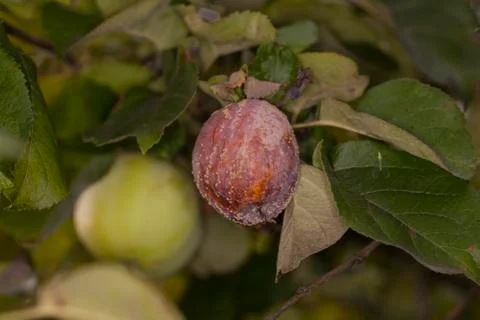 Rotten apple on the tree Stock Photos