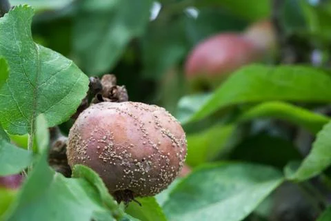 Rotten apple on the tree Stock Photos