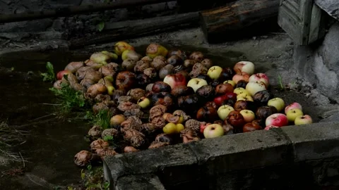 Rotten apples and pears during the rain with snow Stock Footage 231316349
