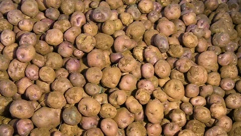 Rotten apples in focus Stock-Footage 110364375