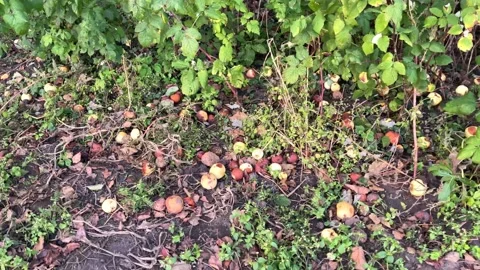 Rotten apples on the ground Stock Footage 162164561