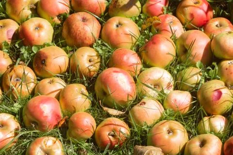 Rotten apples on the ground Stock Photos