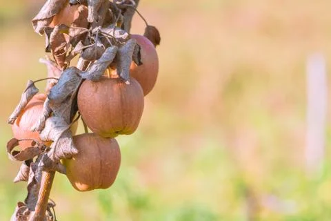 Rotten apples hanging from the branches of the tree Stock Photos