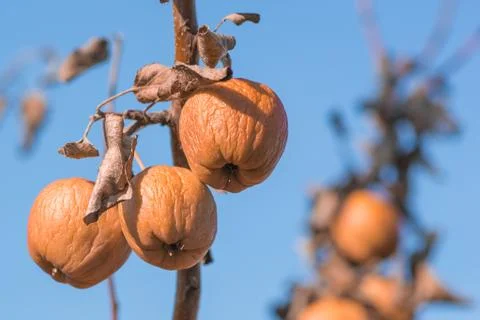 Rotten apples hanging from the branches of the tree Stock Photos