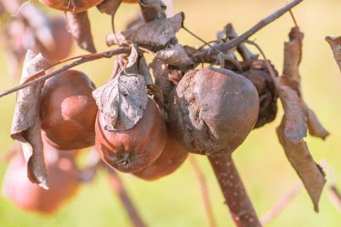 Rotten apples hanging from the branches of the tree Stock Photos