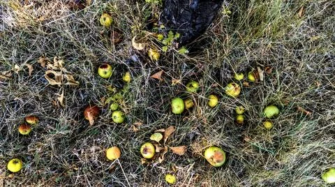 Rotten apples that have fallen to the ground Stock Photos