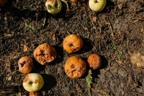 Rotten apples lie on the ground from dry grass. Fruits fallen from the branch de Stock Photos