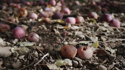 Rotten apples lie on the ground under apple trees in the farmer's garden Stock Footage