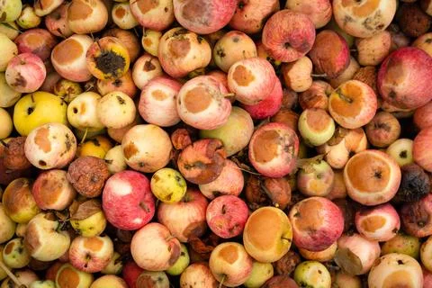 Rotten apples, organic fertilizer for the vegetable garden, carrion and their Foto stock