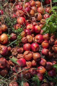 Rotten apples Stock Photos