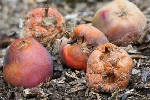 Rotten Apples Stock Photos