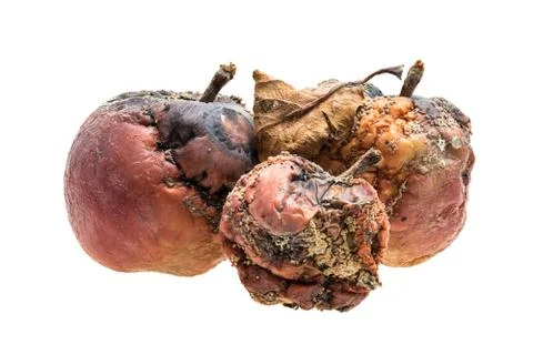 Rotten apples Stock Photos
