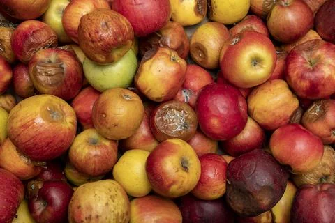 Rotten apples Stock Photos