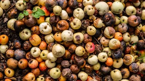 Rotten apples Foto stock