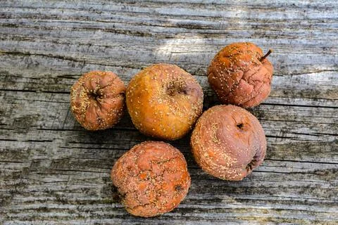 Rotten apples on the table in the garden . Stock Photos