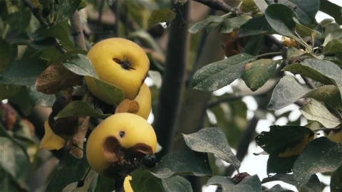 Rotten apples on a tree 스톡 동영상 238398613