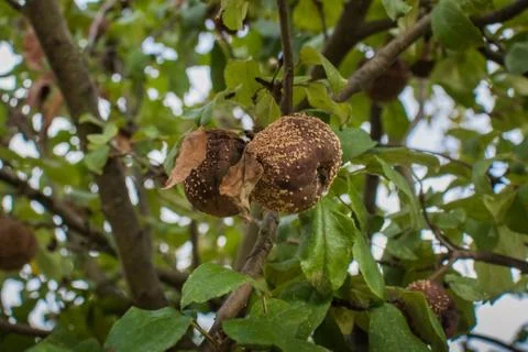 Rotten apples on a tree. Stock Photos