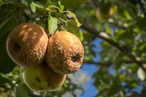 Rotten apples on the tree Stock Photos