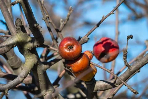 Rotten apples in the tree Stock Photos