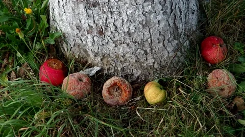 Rotten apples under the tree Stock Footage 55219547