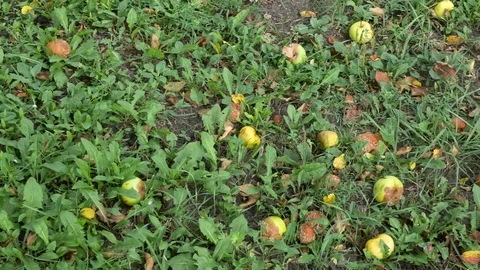 Rotten apples under a tree in green grass Stock Footage 114348144