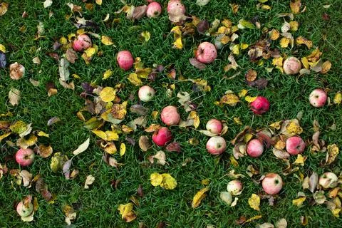 Rotten apples under a tree on the green grass in the garden Stock Photos