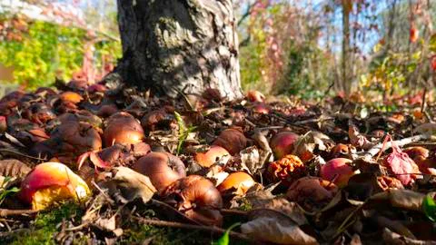 Rotten apples under a tree. Stock Photos