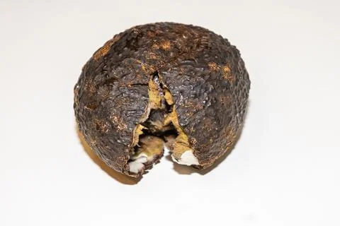 Rotten avocado fruit on a gray background. Stock Photos
