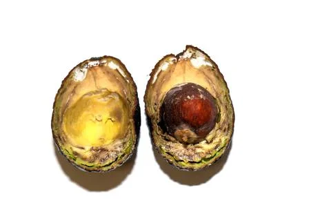 Rotten avocado with mold split in half. The avocado is spoiled Stock Photos