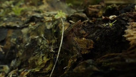 Rotten Bark On Fallen Tree Stock Footage 91216310