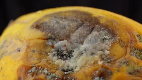Rotten Beal Fruit an wood apple Stock Footage 294600985