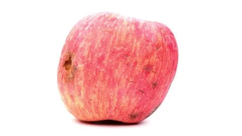 Rotten bug bitten damaged red apple rotating on plain white background 库存影片 343532739