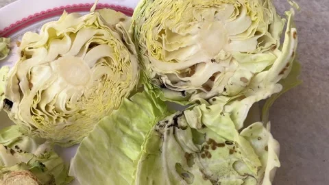 Rotten Cabbage Close-Up with Insects and Larvae Eggs Stock Footage 321515398