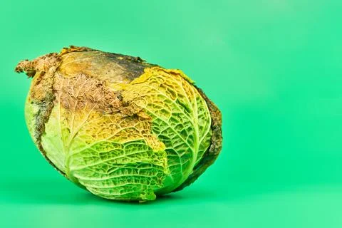 Rotten cabbage, green background Stock Photos