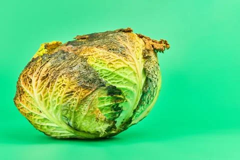 Rotten cabbage, green background Stock Photos